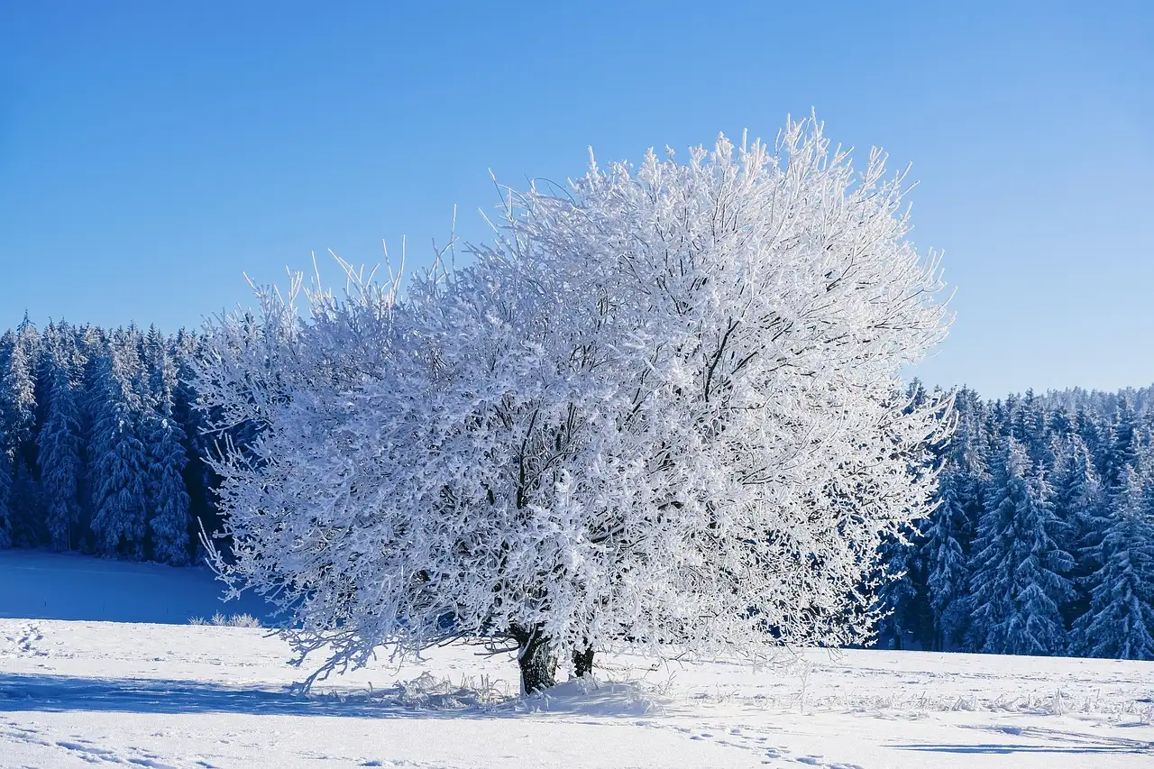 Sneeuwkettingen Action Kopen voor Veilige Winterritten