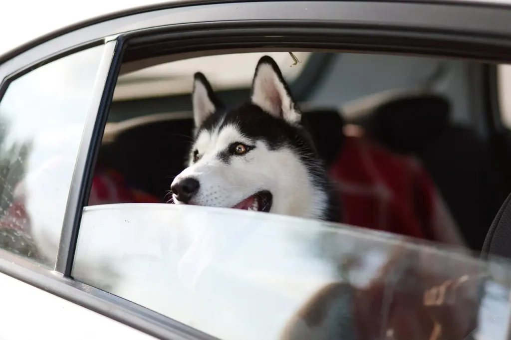 Husky sneeuwkettingen: Veiligheid en grip voor de winter